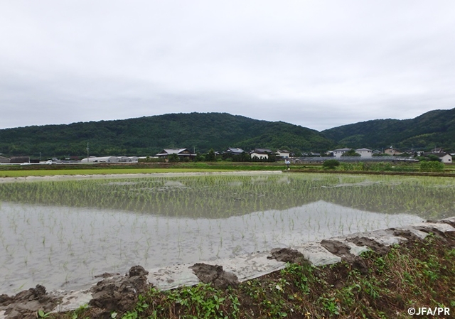 田植え　～JFAアカデミー熊本宇城 ダイアリー～